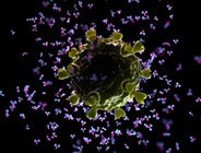 Single Dose of Antibodies Can Prevent HIV in Newborns