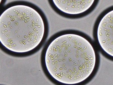 Researchers Develop an Artificial Chloroplast