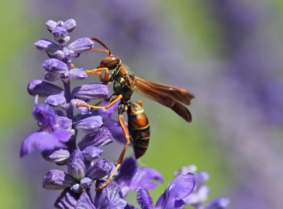  Eavesdropping Wasps Gain Insights about Fighting Abilities of Potential Rivals