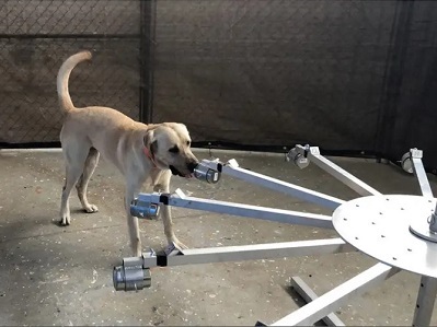 Chiens COVID: Former les chiens à détecter un nouveau virus