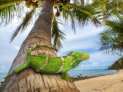 Iguanas Floated One-fifth of the Way Around the World to Colonize Fiji